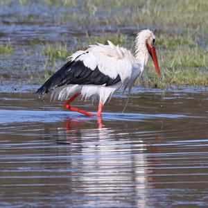 White Stork