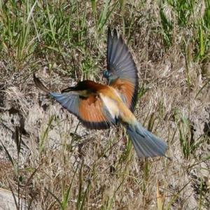 European Bee-eater