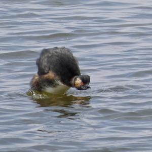 Black-necked Grebe