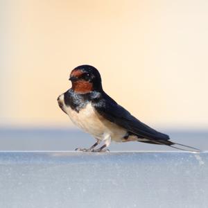 Barn Swallow