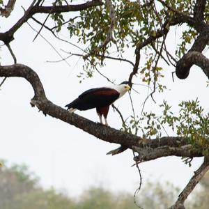 African Fish-eagle