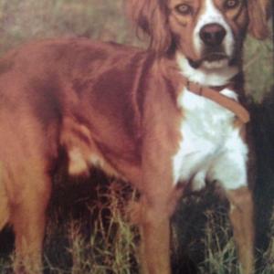 Unknown Breed