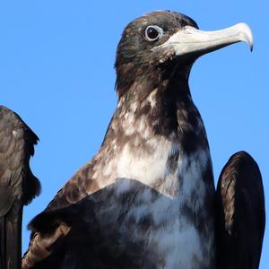 Magnificent Frigatebird