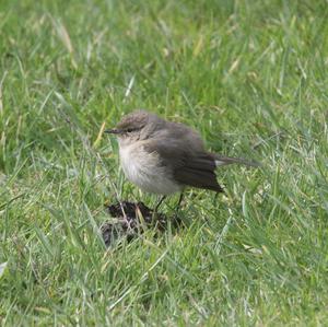 Common Chiffchaff