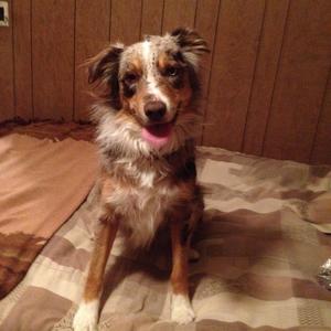 Australian Shepherd