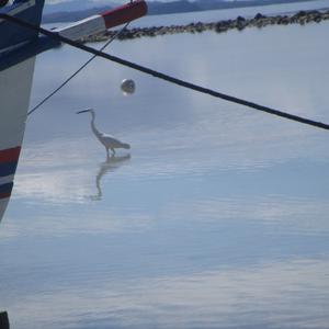 Little Egret