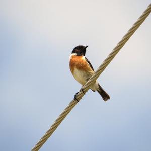 European stonechat