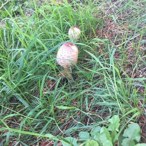 Spring Agaric