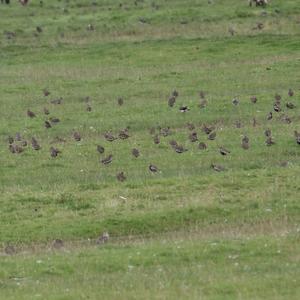 Eurasian Golden Plover