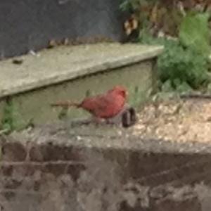 Northern Cardinal