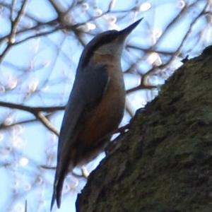 Wood Nuthatch