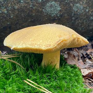 Variegated Bolete