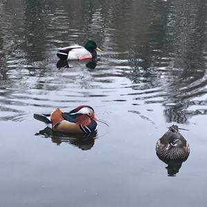 Mandarin Duck