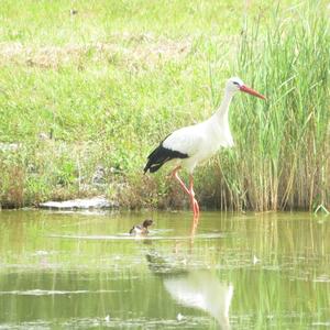 White Stork