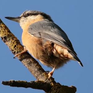 Wood Nuthatch