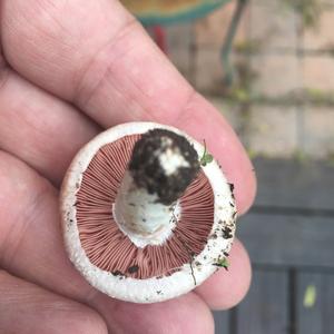 Unknown Species