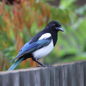 Black-billed Magpie