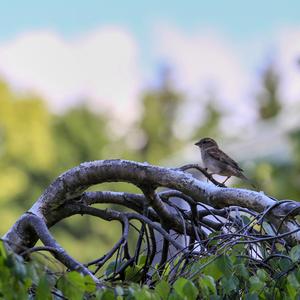 House Sparrow