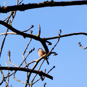 Eurasian Bullfinch