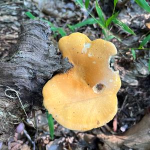 False Chanterelle