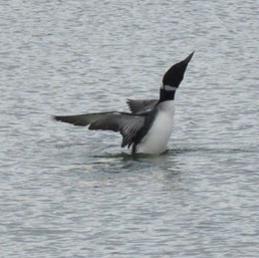 Common Loon