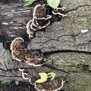 Turkey-tail