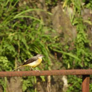 Grey Wagtail