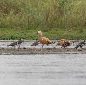 Ruddy Shelduck