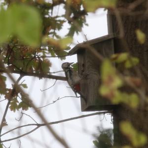 Great Spotted Woodpecker