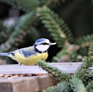 Blue Tit