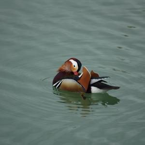 Mandarin Duck