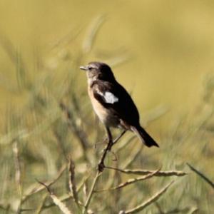 European stonechat