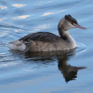 Great Crested Grebe