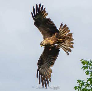 Black Kite