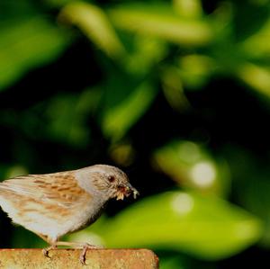 Hedge Accentor