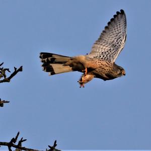 Common Kestrel