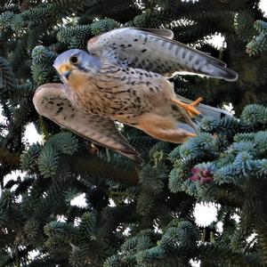 Common Kestrel