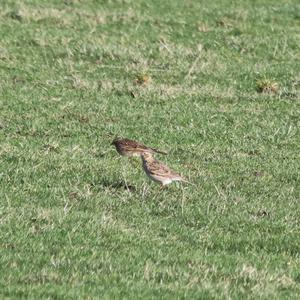 Eurasian Skylark