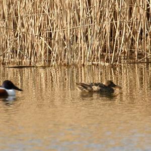 Northern Shoveler