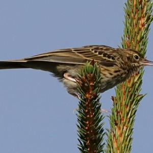 Tree Pipit