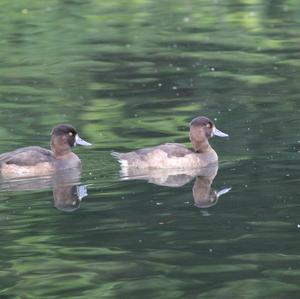 Tufted Duck