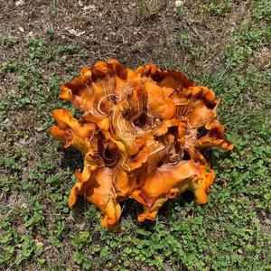 Unknown Species