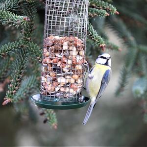 Blue Tit