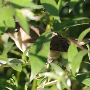 Eurasian Reed-warbler