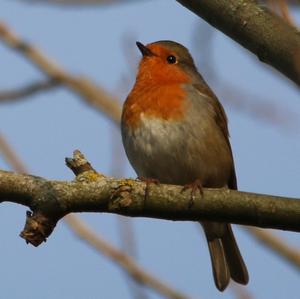 European Robin