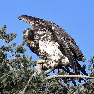 Weißkopfseeadler