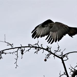 Mäusebussard