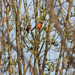 Eurasian Bullfinch