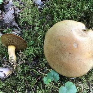 Jersey Cow Bolete