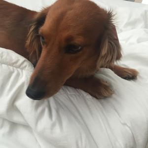 Dachshund